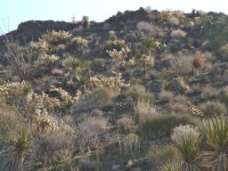 Arizona_2007-2008-031